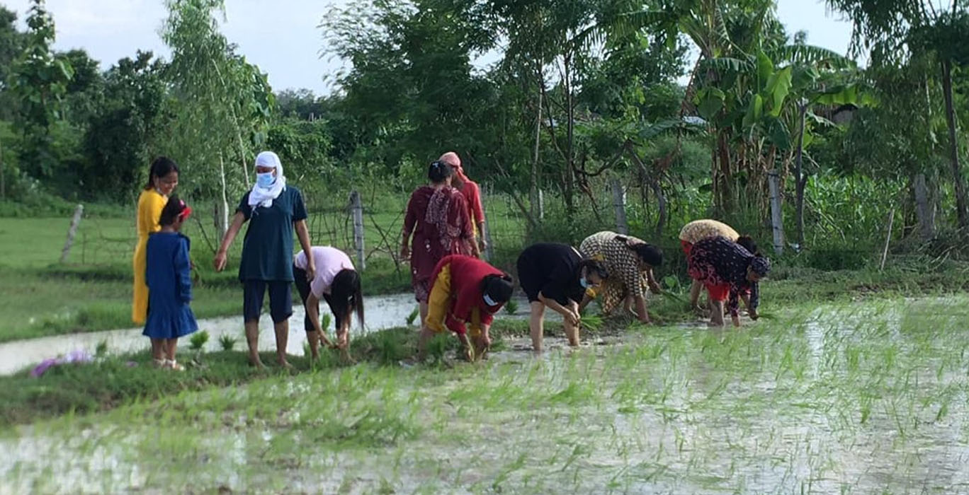 सुदूरपश्चिममा ५० प्रतिशत रोपाइँ सकियो